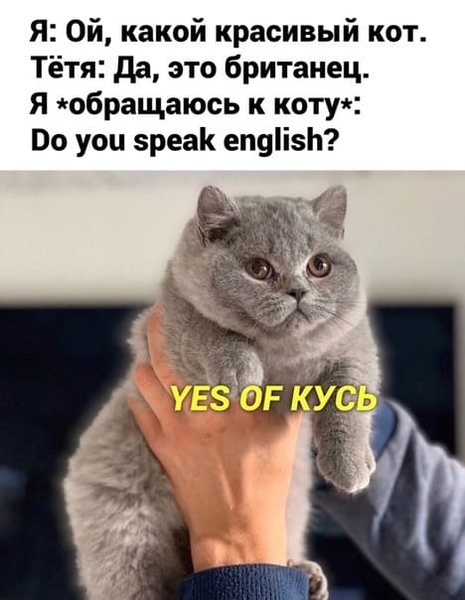 Я: Ой, какой красивый кот.
Тётя: Да, это британец.
Я «обращаюсь к коту*: Do you speak english?
Yes of кусь...
