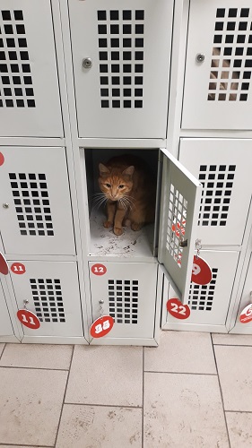 Рыжий кот в камере хранения супермаркета